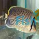 Peppered Butterflyfish
