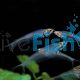 Phantom Glass Catfish