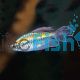 Male Congo Tetra