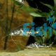 Pictus Catfish