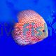 Pigeon Blood Discus