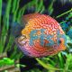 Pigeon Checkerboard Discus