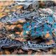 PICTUS CATFISH