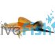 Wagtail Pineapple Swordtail