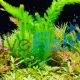 5x Assorted Aquatic Bunche