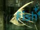 Platinum Veiltail Angel Fish 6cm