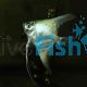 Platinum Blue Angelfish 4.5cm