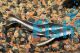 Raphael (Striped) Talking Catfish