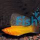 Assorted Male Sailfin Molly 