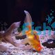 Pom Pom Goldfish