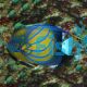 Angelfish Blue Ring 