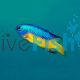 Goldbelly Damselfish 