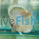 Powder Blue Discus 9cm