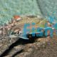 Princess Cichlid