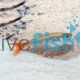 Glass Bloodfin Tetra 