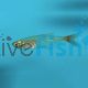 Glass Bloodfin Tetra - Prionobrama filigera