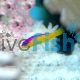 Dottyback - Diadema Purple Stripe Med