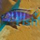 Pseudotropheus Saulosi