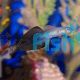 Black Scissortail Dartfish Goby 