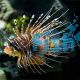 Antennata Lionfish - Pterois antennata
