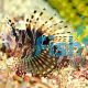 Lionfish - Pterois Radiata