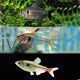 Phantom Tetra Pack