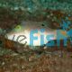 Puffer-Blue Dot - Medium