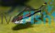 Adult Red Line Torpedo Barb 10cm