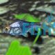 Purple Harlequin Rasbora
