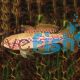 Purple Spotted Gudgeon Upper Tully