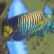 Angelfish - Yellow Belly Regal LGE