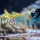 Rabbitfish Blue Lined