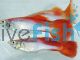 Male Rainbow Neon Guppy 3.5cm