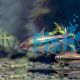 Rainbow Emperor Tetra