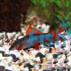 Rainbow Shark