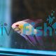 Ramirezi Golden Longfin