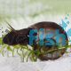 Ramshorns Snail - Medium