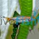 rasbora-sarawake
