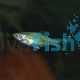 Black Scissortail Rasbora