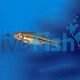 Red Tail Rasbora