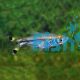 Black Scissortail Rasbora