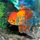 Red Oranda