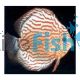 Red Turquoise Discus 12cm
