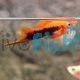 Red Tuxedo Swordtail - Xiphophorus helleri