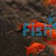 Red Wagtail Swordtail - Xiphophorus helleri 