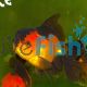 Red & Black Oranda 12cm