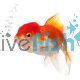 Red & White Oranda