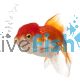 Red & White Oranda 5cm