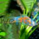 Red and White Swordtail