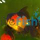 Red & Black Oranda